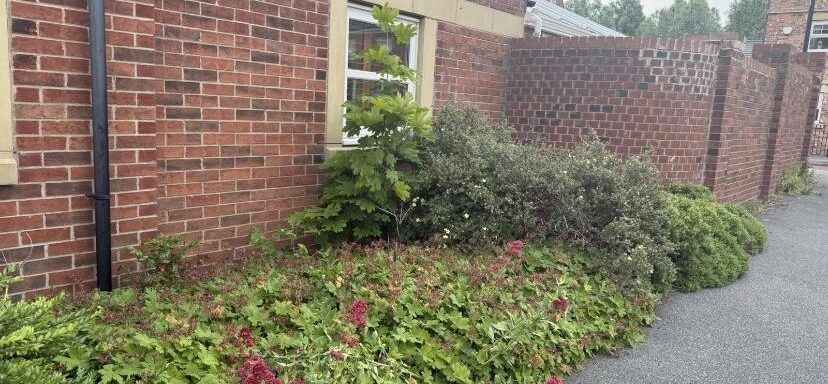 Front garden after shrub trimming and tidy up in Newcastle