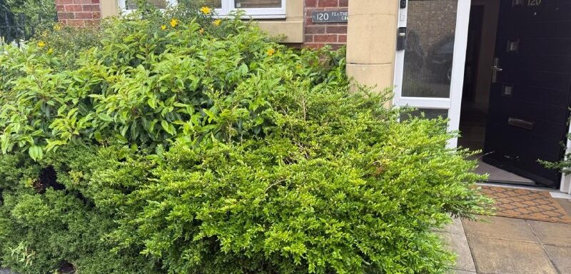 Overgrown front garden before tidy up Overgrown shrubs in a front garden before maintenance work in Newcastle