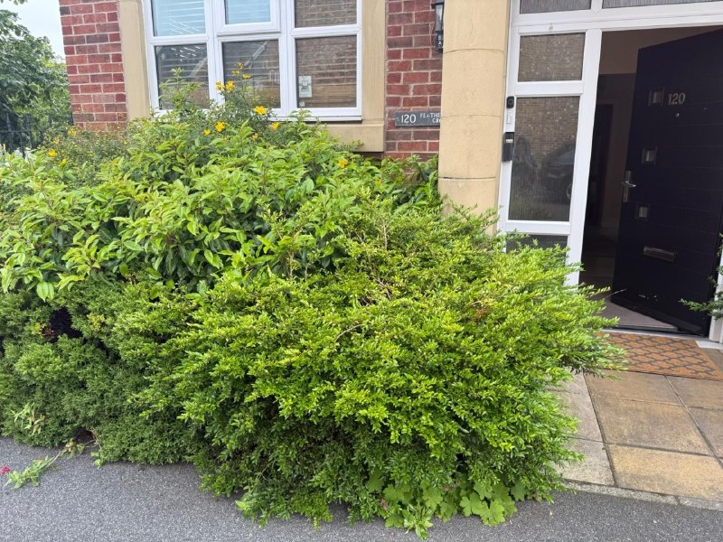 Overgrown shrubs in a front garden before maintenance work in Newcastle